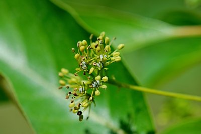 Nyssa sylvatica - tupela lesní - květ - detail
